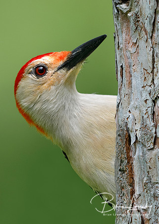 Male Red-bellied Woodpecker on a red pine tree