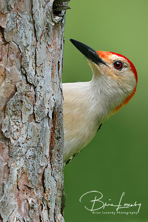 Male Red-bellied Woodpecker on a red pine tree