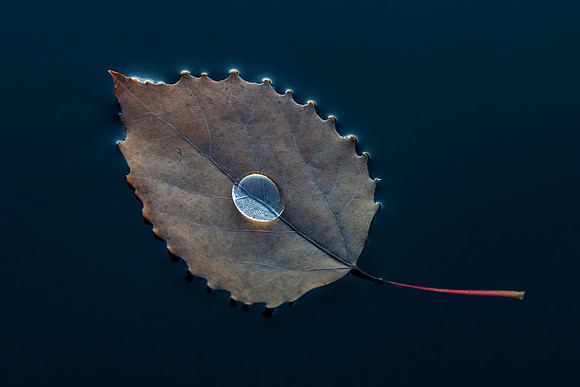 A floating large-tooth aspen leaf cradles a large water droplet