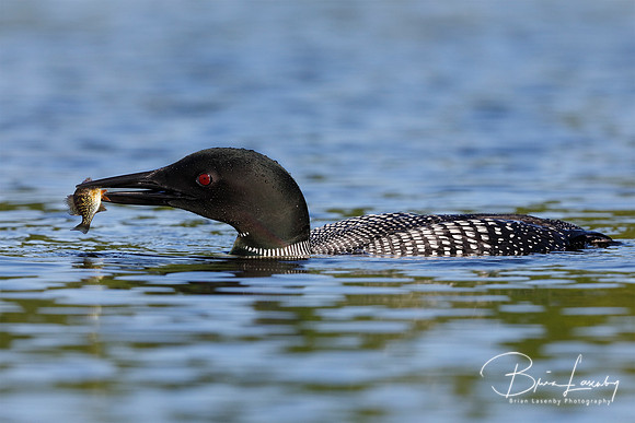 Common Loon wtih a freshly caught fish