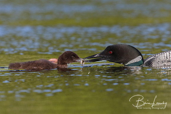 Common Loon eeding a freshly caught fish to its chick