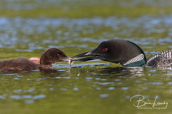 Common Loon eeding a freshly caught fish to its chick