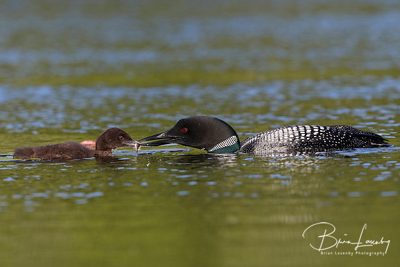 Common Loon eeding a freshly caught fish to its chick