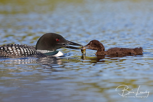 Common Loon eeding a freshly caught fish to its chick