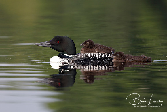 A two-week old Common Loon chick rides on its parent's back whil