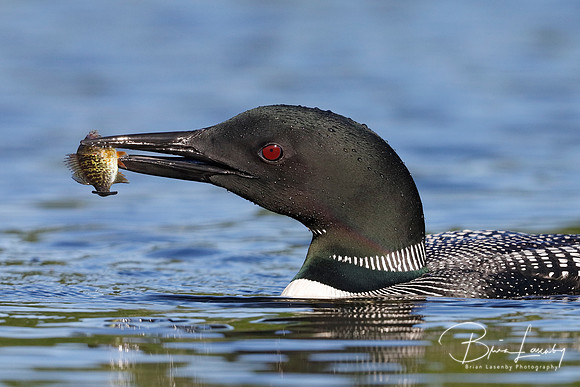 Common Loon wtih a freshly caught fish