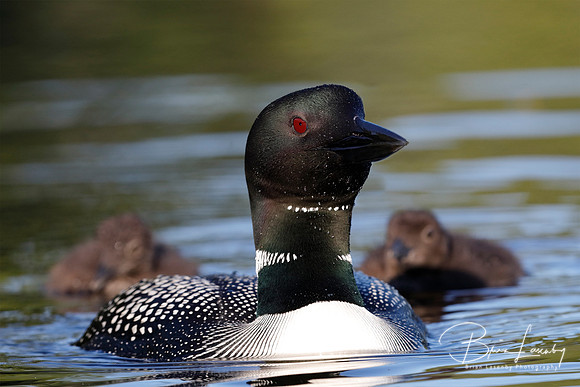Common Loon with a pair of chicks