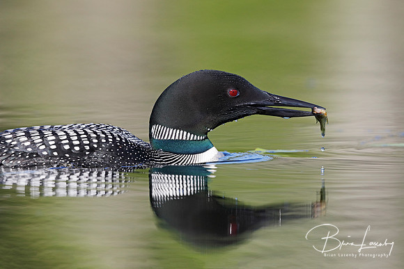 Common Loon wtih a freshly caught fish