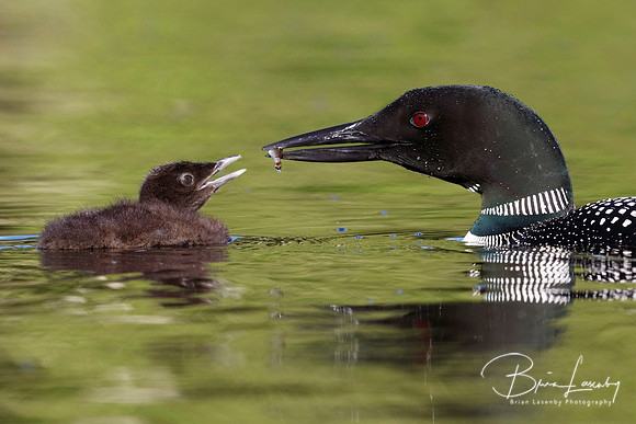 A Common Loon chick waits to be fed a freshly caught fish