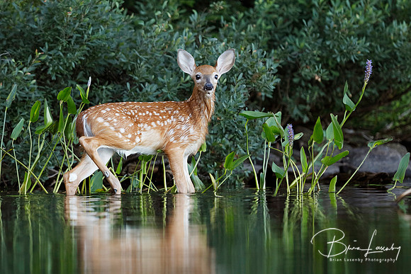 White-tailed Fawn drying off after a morning swim