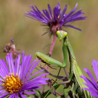 Praying Mantis on a New England Aster waiting to ambush its prey