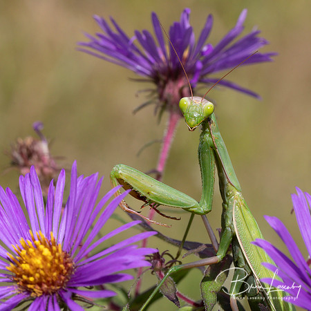 Praying Mantis on a New England Aster waiting to ambush its prey