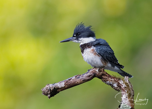 Juvenile Belted Kingfisher perched on a dead branch