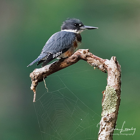 Juvenile Belted Kingfisher perched on a dead branch