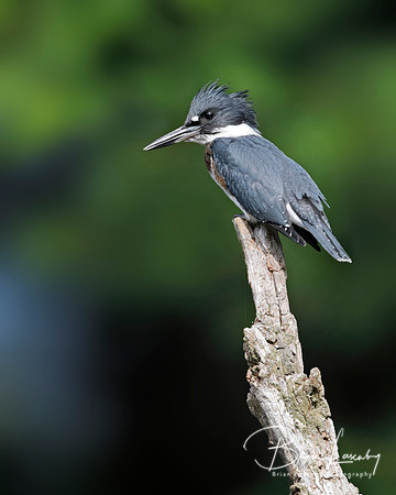 Juvenile Belted Kingfisher perched on a dead branch