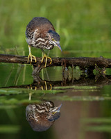 Juvenile Green Heron stalking its prey from a branch overhanging