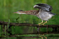 Juvenile Green Heron balancing on a branch overhanging the water