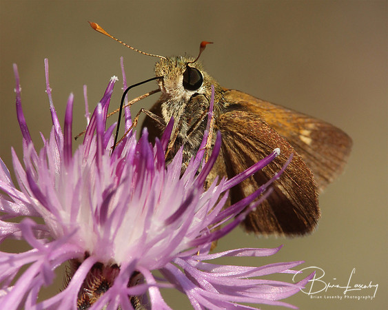 Skipper on Spotted Knapweed