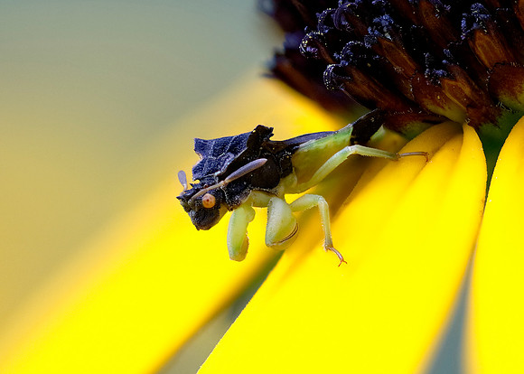 Jagged Ambush Bug on a Black-eyed Susan