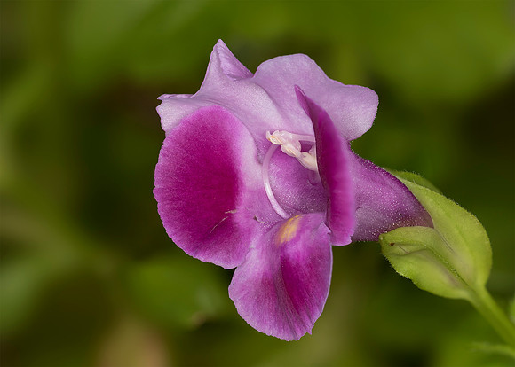 Magenta Violet