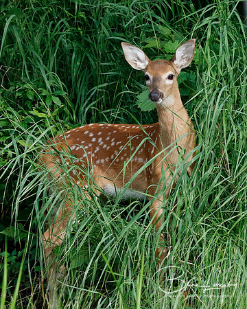 White-tailed Deer fawn at the edge of a river