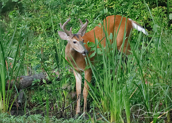 White-tailed Deer buck at the edge of a river