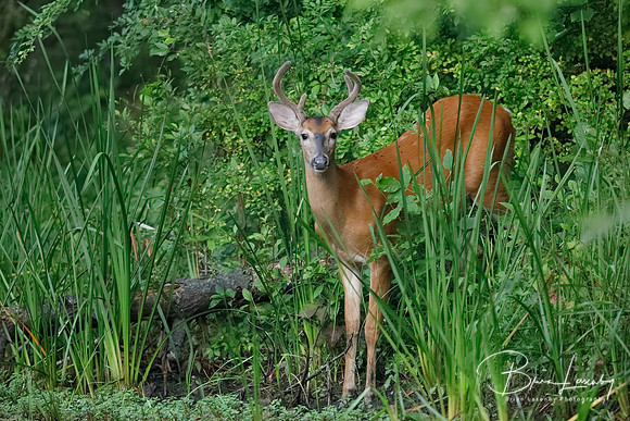 White-tailed Deer buck at the edge of a river