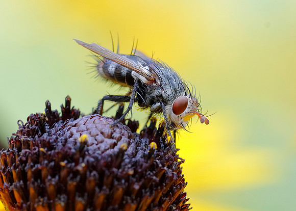 White-faced Fly on a Black-eyed Susan