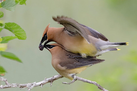 Male Cedar Waxwing offering his mate a mulberry during copulatio