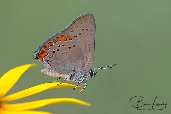 Coral Hairstreak perched on a Black-eyed Susan petal