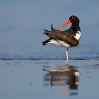 American Oystercatcher preening its feathers - Jekyll Island, Ge