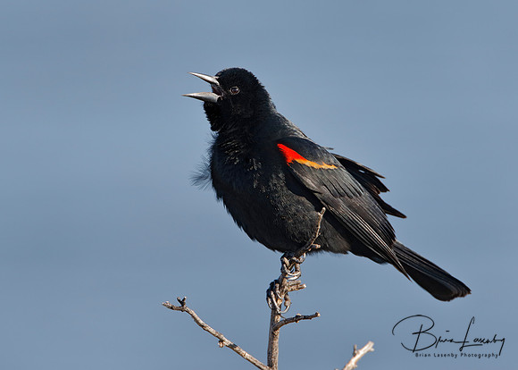 Male Red-winged Blackbird - Florida