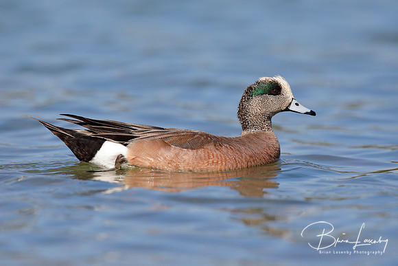 American Wigeon swimming in a lake - San Diego, California