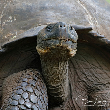 Closeup of a Galapagos Tortoise - Santa Cruz Island, Galapagos
