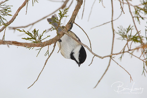 Black-capped Chickadee Hanging Upside Down