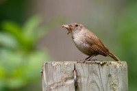 Wrens