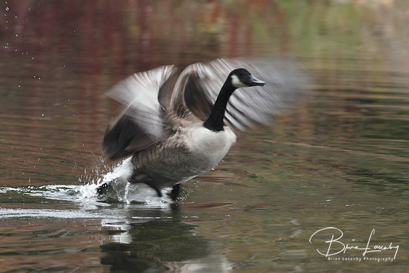 Canada Goose Taking Flight