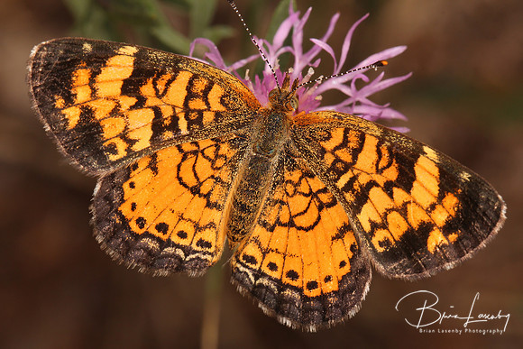 Pearly Crescentspot on Spotted Knapweed