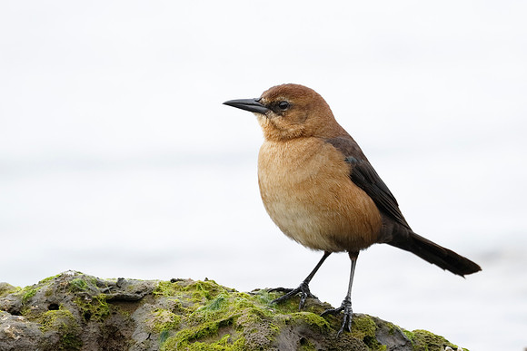Female Boat-tailed Grackle perched on a rock next to the Gulf of