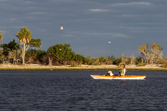 Woman and small dog kayaking in the Gulf of Mexico with birds fl