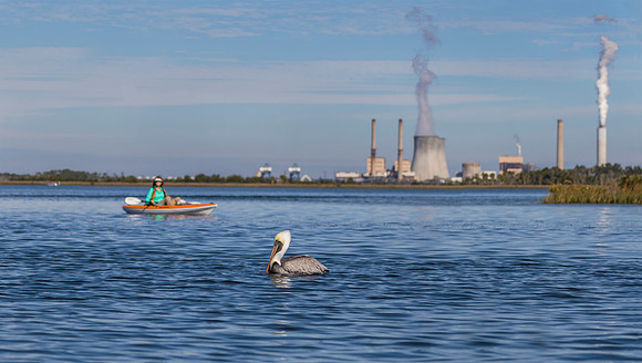 Brown Pelican and kayaker with a coal-fired power plant in the b