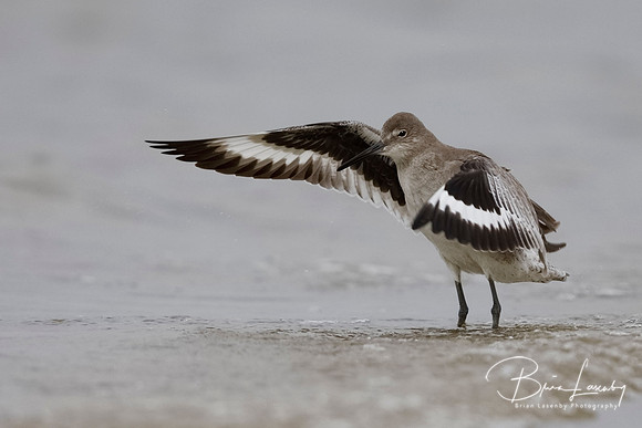 A Willet flaps its wings to dry them after bathing