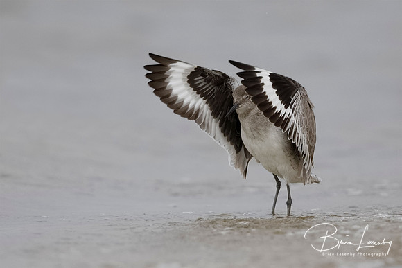 A Willet flaps its wings to dry them after bathing