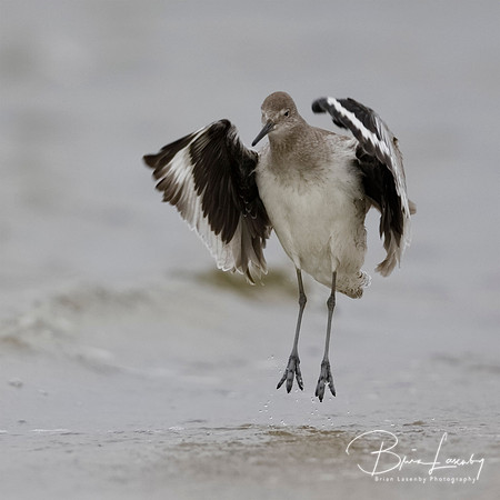 A Willet leaps into the air as it flaps its wings to dry them