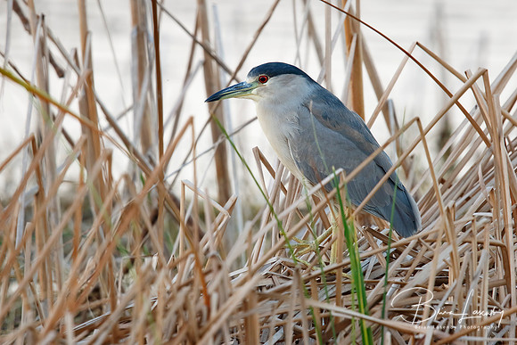 Black-crowned Night Heron Stalking its Prey - Florida