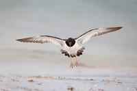 American Oystercatcher preparing to land on a Florida beach - Ho