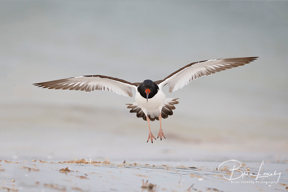 American Oystercatcher preparing to land on a Florida beach - Ho