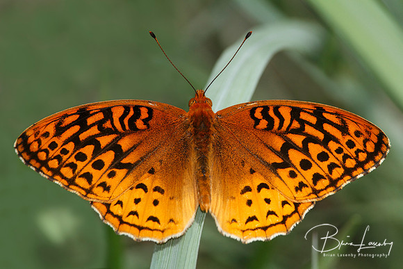 Great Spangled Fritillary