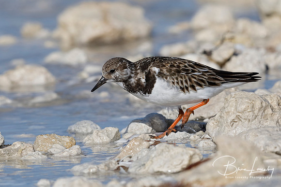 Ruddy Turnstone foraging on a rocky beach - Florida
