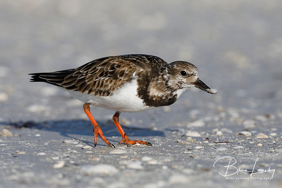 Ruddy Turnstone foraging on a rocky beach - Florida